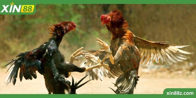 Gà Đá Trực Tiếp XIN88 - Đấu Trường Chiến Kê Đầy Hấp Dẫn 2 Trận đấu chiến kê chỉ diễn ra trong vòng 10 phút