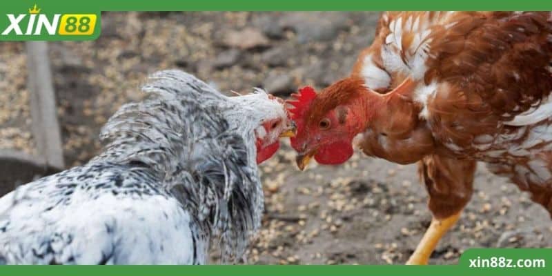 Gà Đá Trực Tiếp XIN88 - Đấu Trường Chiến Kê Đầy Hấp Dẫn 3 Đà gà đòn được nhiều sự quan tâm với diễn biến đáng ngạc nhiên