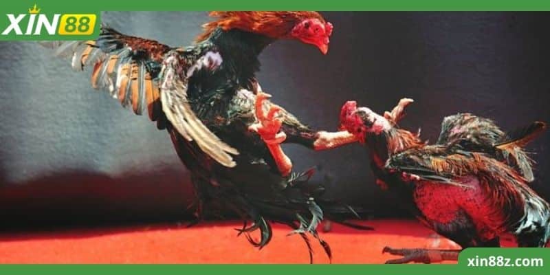 Đá gà Philippines Tại Xin88 - Đặc điểm và sức mạnh vượt trội 3 Quy trình nhân giống gà đá philippines