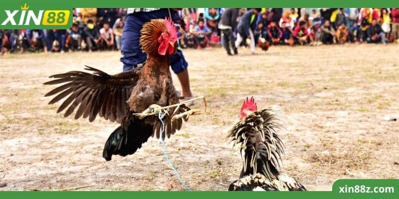 Trường Gà Thomo Xin88 - Sân Chơi Cá Cược 5 Sao Cho Kê Thủ 1 Theo dõi các cuộc thi đấu với hai hình thức trực tiếp và trực tuyến