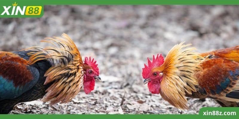 Trường Gà Thomo Xin88 - Sân Chơi Cá Cược 5 Sao Cho Kê Thủ 2 Trường gà Thomo có quy định đơn giản khi tham gia
